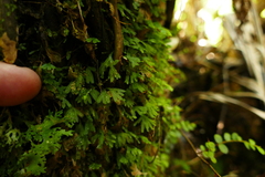 Symphyogyna hymenophyllum