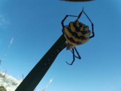Argiope australis
