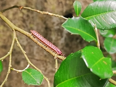 Antheromorpha uncinata