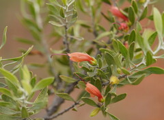 Eremophila glabra