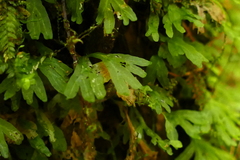 Symphyogyna hymenophyllum