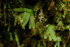 Symphyogyna hymenophyllum