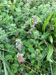 Thymus pulegioides