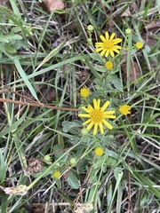 Senecio viscosus