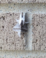 Tolype velleda