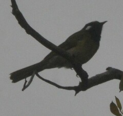 Nesoptilotis leucotis