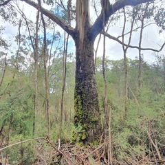 Eucalyptus camphora