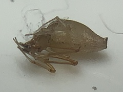 Neospintharus
