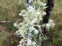 Usnea