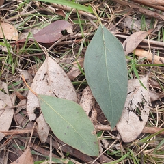 Eucalyptus camphora