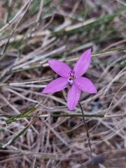 Glossodia minor