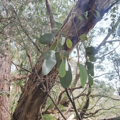 Eucalyptus camphora