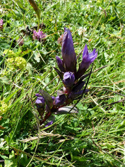 Gentianella anisodonta