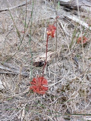 Drosera spatulata