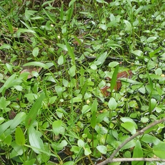 Potamogeton cheesemanii