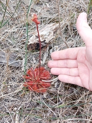 Drosera spatulata