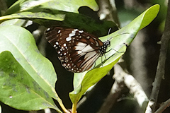 Danaus affinis