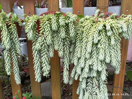 Sedum morganianum E.Walther 2