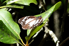 Danaus affinis