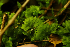 Hymenophyton flabellatum