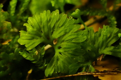 Hymenophyton flabellatum