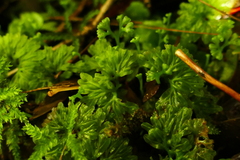 Hymenophyton flabellatum