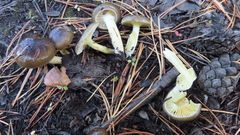 Hygrophorus hypothejus