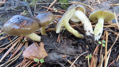 Hygrophorus hypothejus