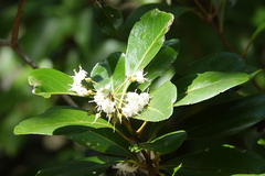 Aegiceras corniculatum