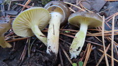 Hygrophorus hypothejus