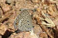 Lepidochrysops patricia