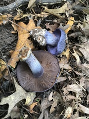 Phlegmacium velicopium