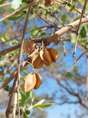 Combretum erythrophyllum