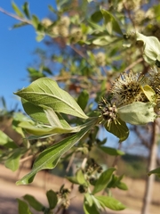 Combretum erythrophyllum