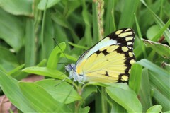 Belenois creona severina