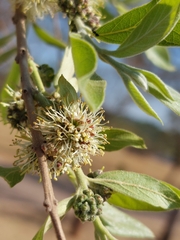 Combretum erythrophyllum