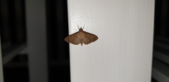 Pyraustinae