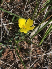 Hibbertia sericea