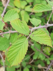 Rubus creticus