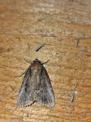 Amphipyra tragopoginis