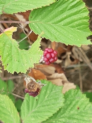 Rubus creticus