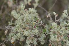 Chenopodium curvispicatum