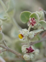 Chenopodium curvispicatum
