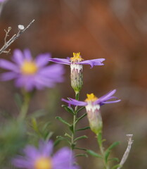 Olearia magniflora