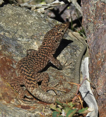 Archaeolacerta bedriagae