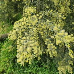 Acacia howittii