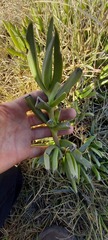 Carpobrotus