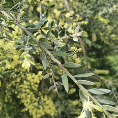 Acacia howittii