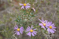 Olearia magniflora