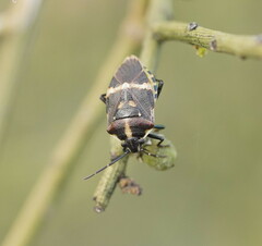 Aplerotus maculatus